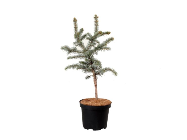 Picea Pungens "Spek" - Blue Spruce/October Spruce
